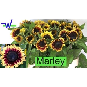 HELI AN MARLEY