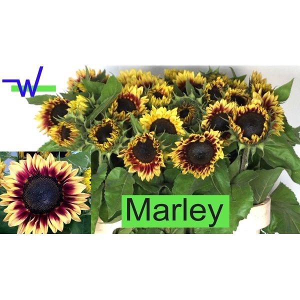 <h4>HELI AN MARLEY</h4>