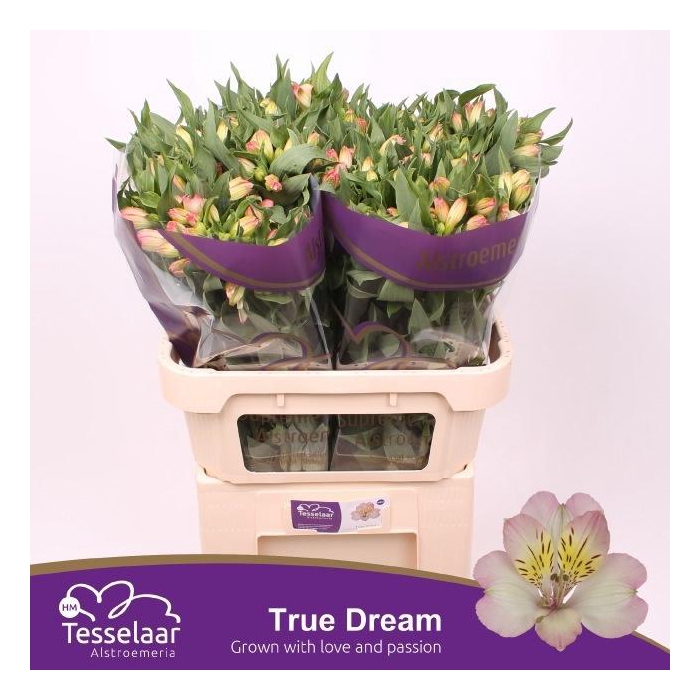 <h4>Alstr True Dream</h4>