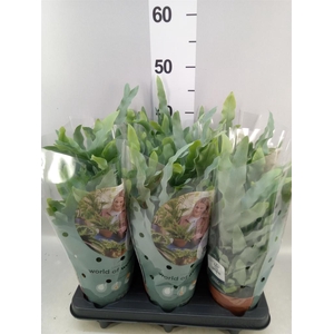 Phlebodium aureum 'Blue Star'