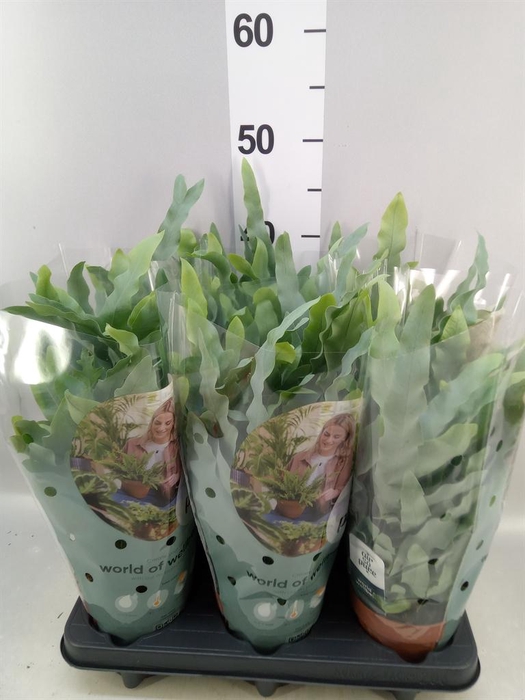 <h4>Phlebodium aureum 'Blue Star'</h4>