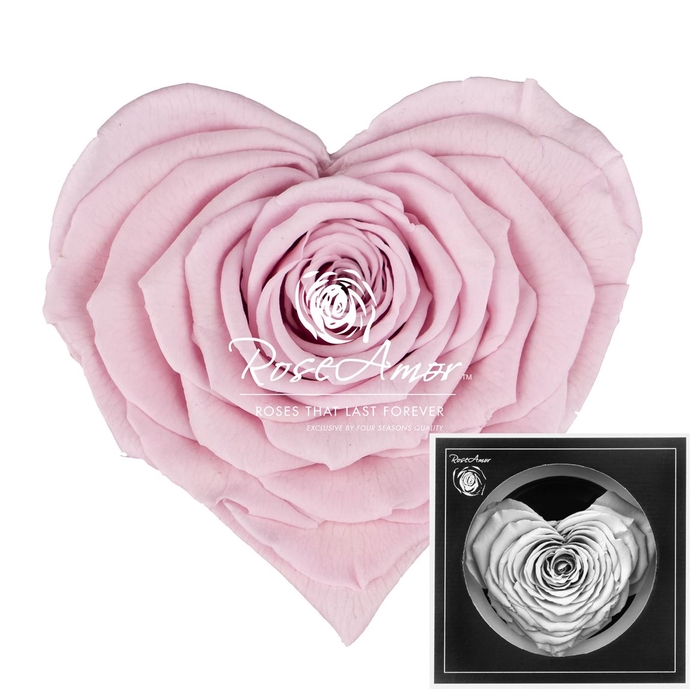 <h4>Corazon Pin04</h4>