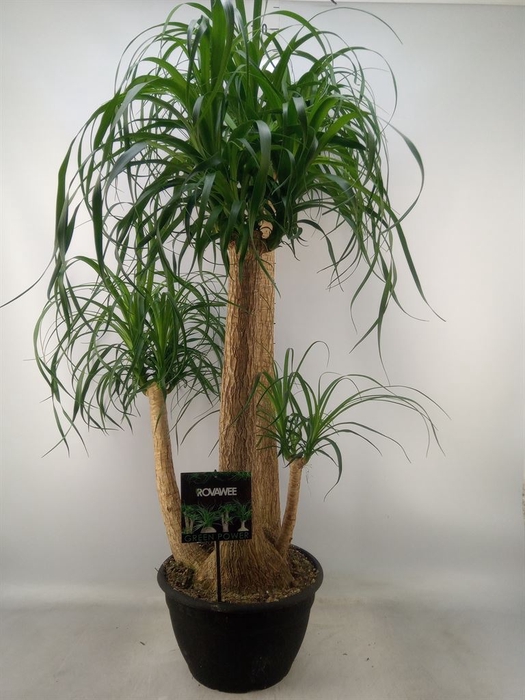 <h4>Beaucarnea recurvata</h4>