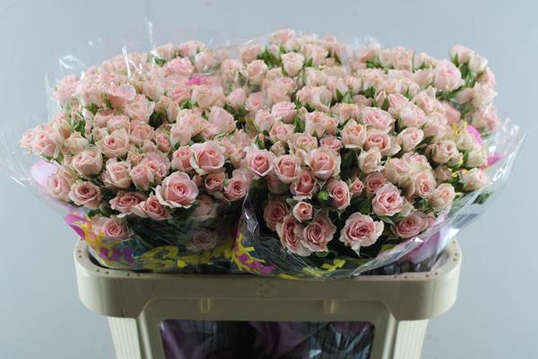 <h4>R Tr Lydia L70</h4>