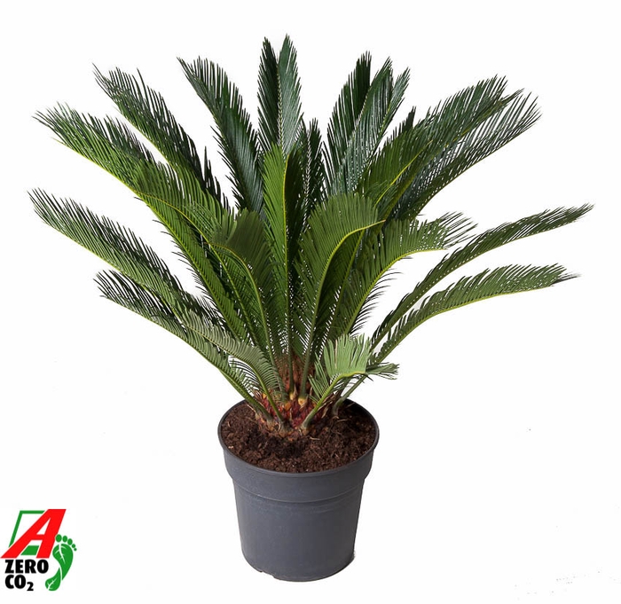 <h4>Cycas Revoluta</h4>