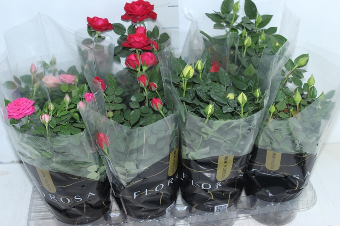 <h4>ROSEIRA MINI P13</h4>