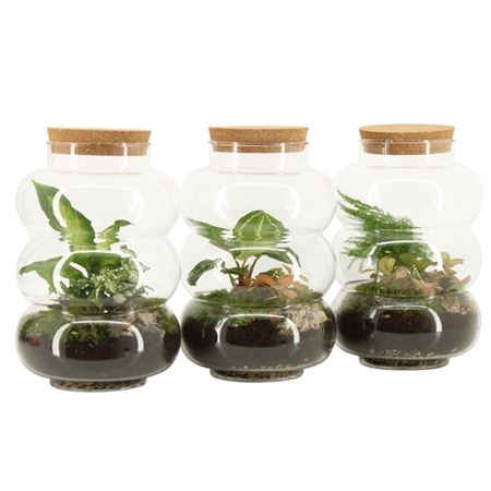 <h4>Terrarium Arr 90579</h4>