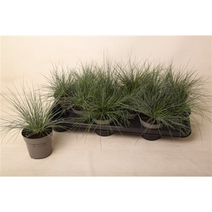 Festuca glauca 'Eisvogel'