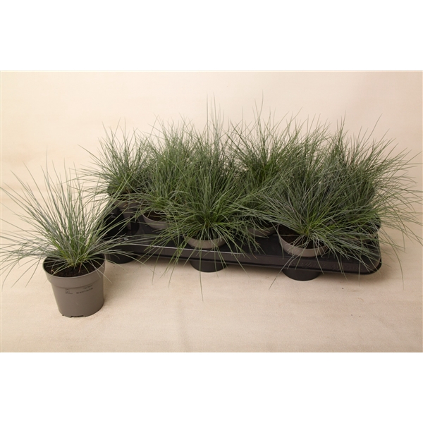 <h4>Festuca glauca 'Eisvogel'</h4>