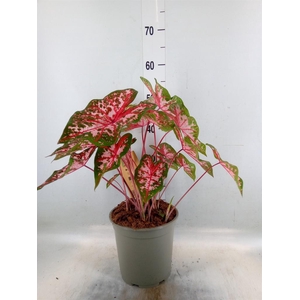 Caladium   ...