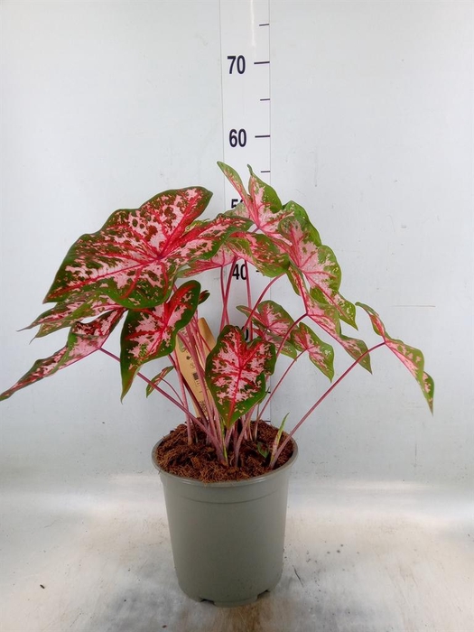 <h4>Caladium   ...</h4>