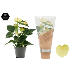 Anthurium 9 cm Vanilla in Couture sleeve