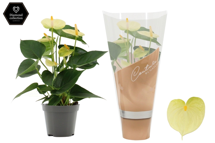 <h4>Anthurium 9 cm Vanilla in Couture sleeve</h4>