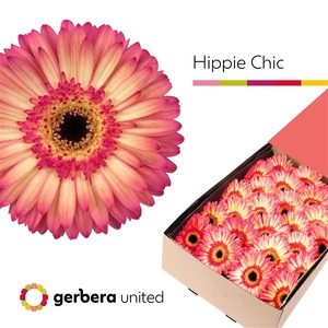 Ge Gr Hippie Chic Box