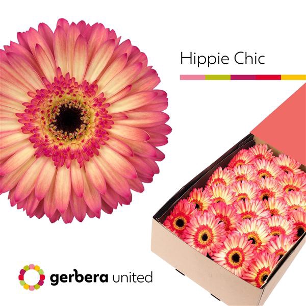 <h4>Ge Gr Hippie Chic Box</h4>