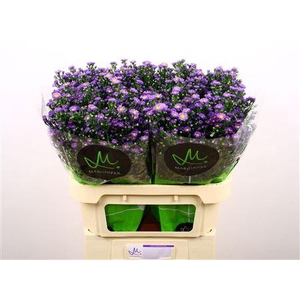 Aster Teeny Tiny Blue