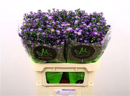 <h4>Aster Teeny Tiny Blue</h4>
