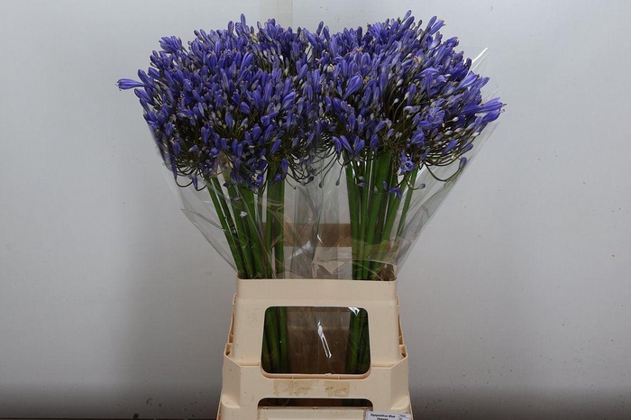 <h4>Agapanthus 'Blue Heaven'</h4>