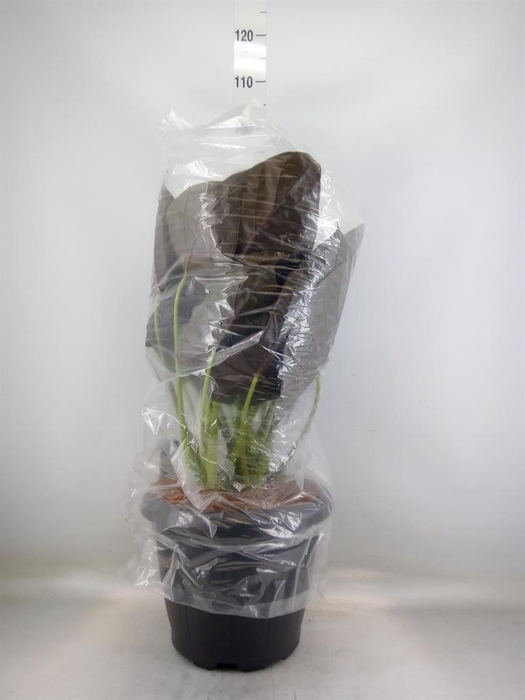 <h4>Alocasia wentii</h4>