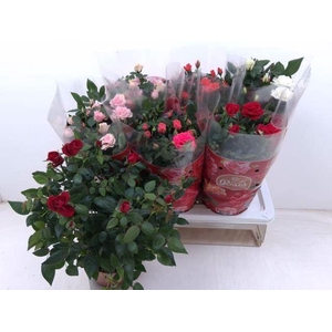 Rosa Favourite Roses gemengd 5 srtn