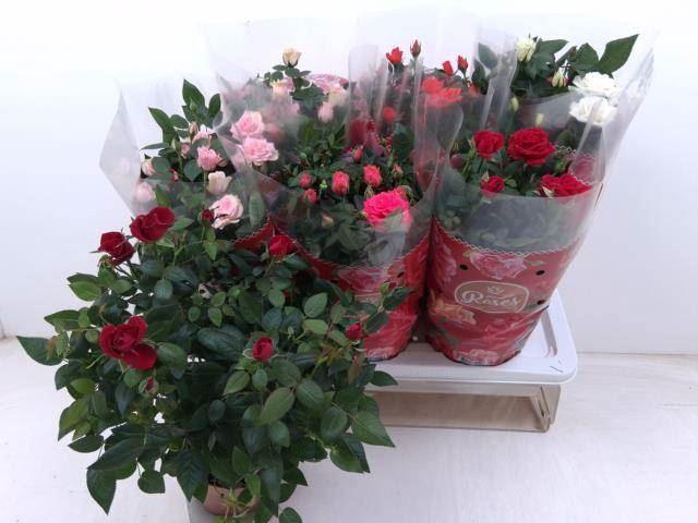<h4>Rosa Favourite Roses gemengd 5 srtn</h4>