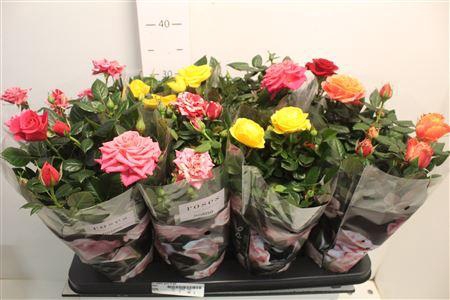 <h4>Ro Pathit Gem 5 Srt</h4>