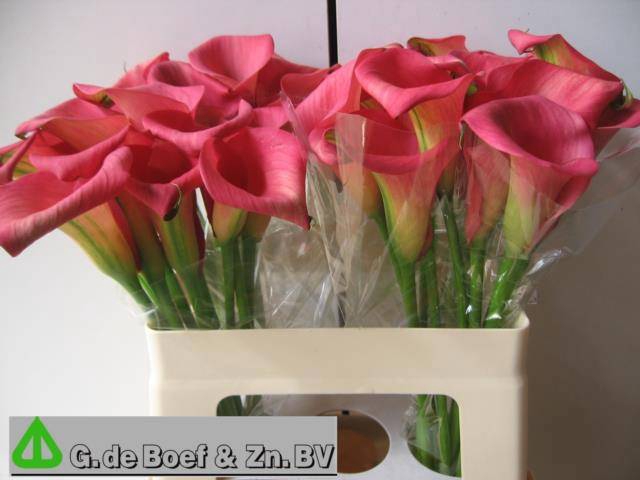 <h4>ZANT CAPT HOLLYWOOD</h4>