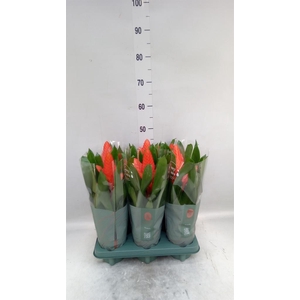 Vriesea  'Intenso Orange'