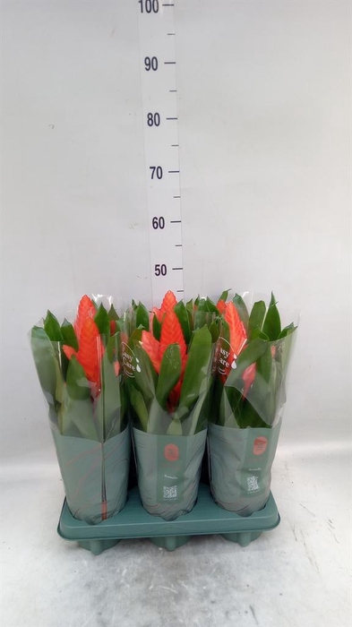 <h4>Vriesea  'Intenso Orange'</h4>
