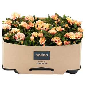 Nolina Roses Ø 7 cm Gosia with tray collar