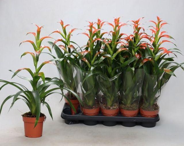 <h4>GUZM WITHM ROSA P12</h4>