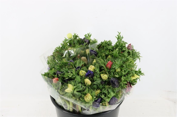 <h4>Anem Marianne Mixed</h4>