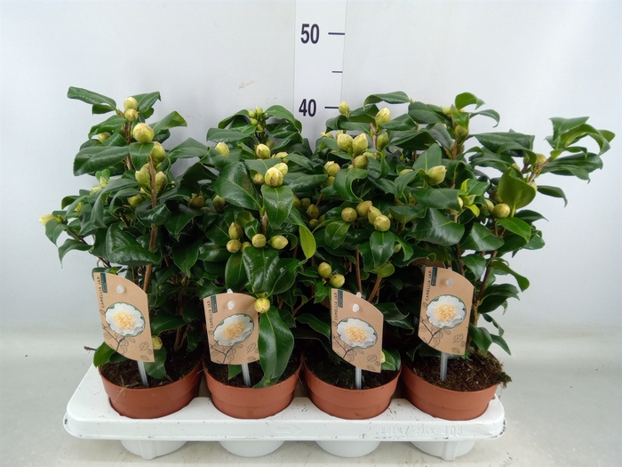 <h4>Camellia japonica 'Brushfield Yell'</h4>