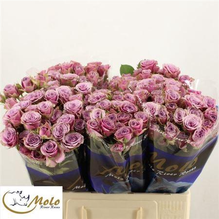 <h4>R Tr Purple Sky</h4>