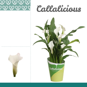 Zantedeschia Wit in Potcover ton-sur-ton