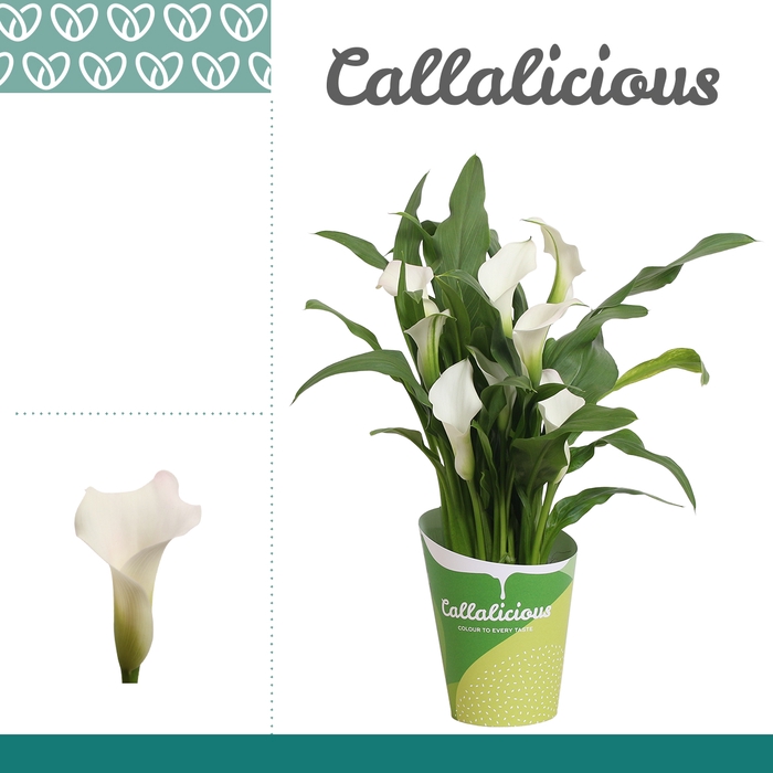 <h4>Zantedeschia Wit in Potcover ton-sur-ton</h4>