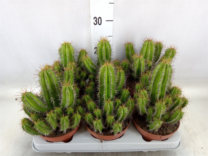 <h4>Euphorbia   ...</h4>