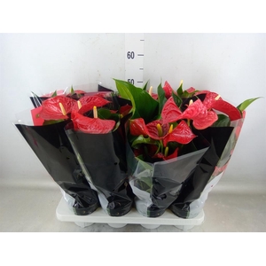 Anthurium andr. 'Michigan'