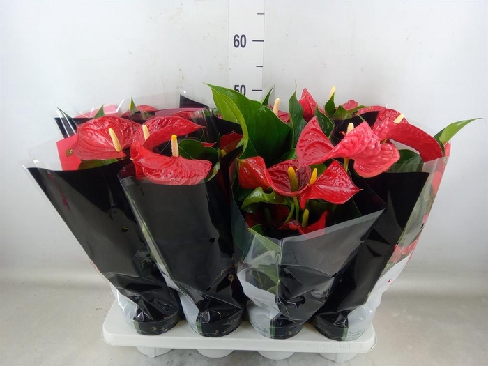 <h4>Anthurium andr. 'Michigan'</h4>