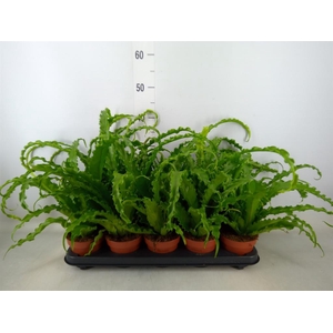 Asplenium antiquum 'Osaka'