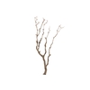Syringa Branch Super Weinberg