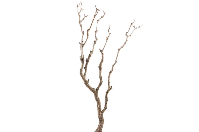 Syringa Branch Super Weinberg