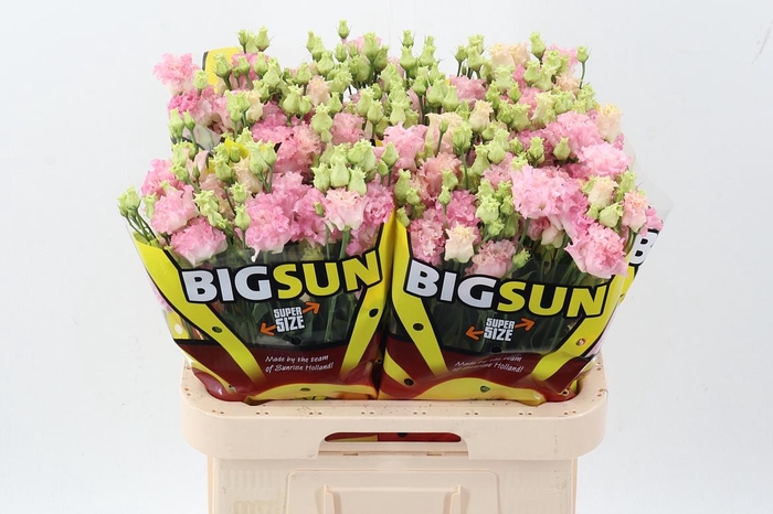 <h4>Eus G Alissa Pink</h4>