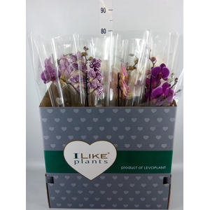 Phalaenopsis   ...mix