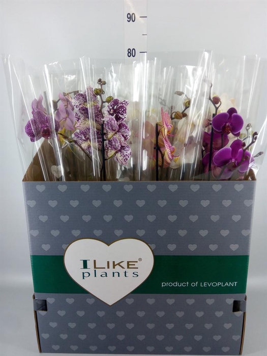 <h4>Phalaenopsis   ...mix</h4>