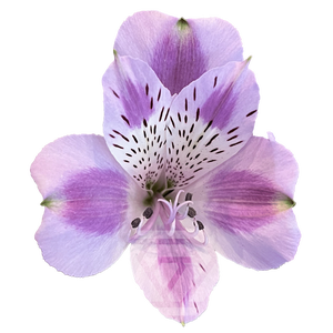 ALSTR BOHEMIAN 60CM Tessa