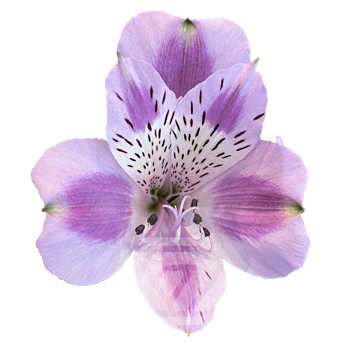 <h4>ALSTR BOHEMIAN 60CM Tessa</h4>