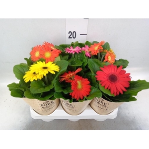 Gerbera  'Colourgame'   ...mix