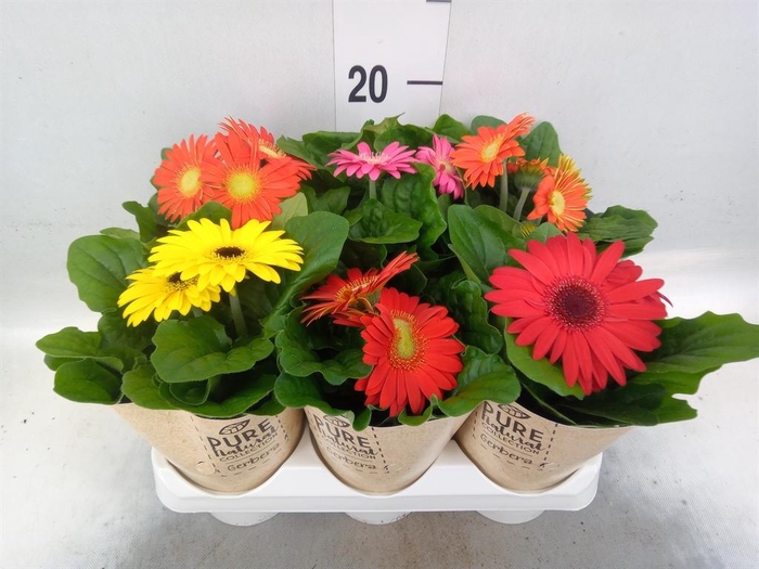 <h4>Gerbera  'Colourgame'   ...mix</h4>