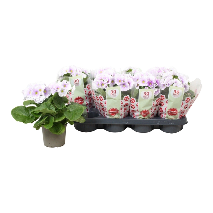 <h4>PRIM OB TM BLU WHITE</h4>